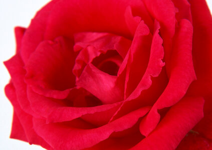 Valentine Red Rose. photo