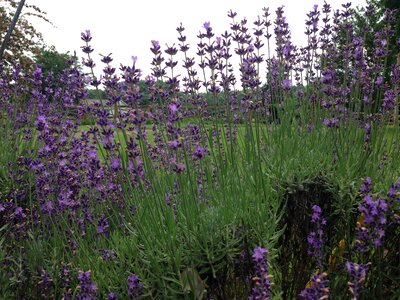 Natural blossom bloom