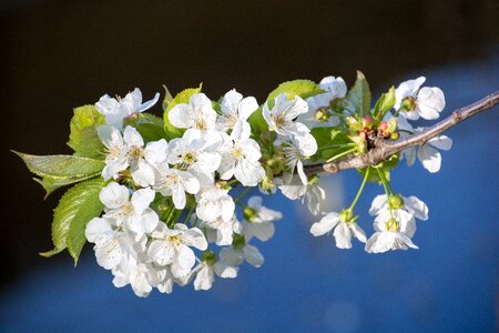 Bloom spring fruit tree photo