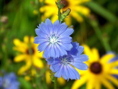 Nature floral wild