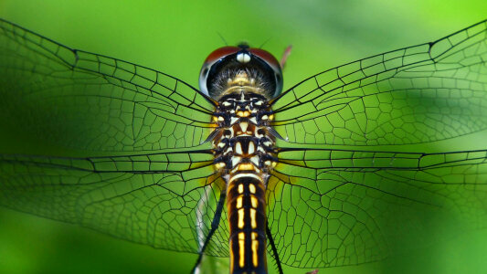 Blue dasher dragonfly photo