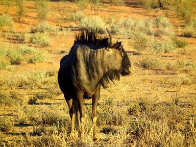 Africa wild wild animal photo