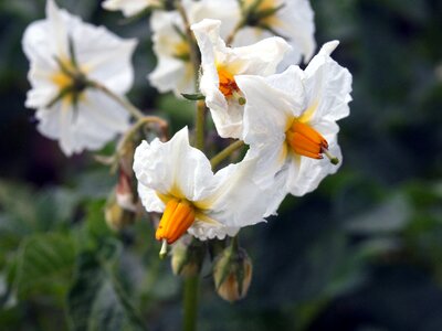 White flowering Solanum tuberosum, potato