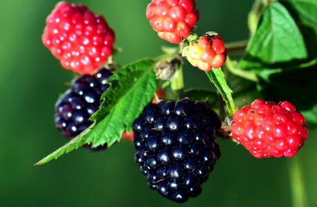 Beautiful Photo berry blackberry