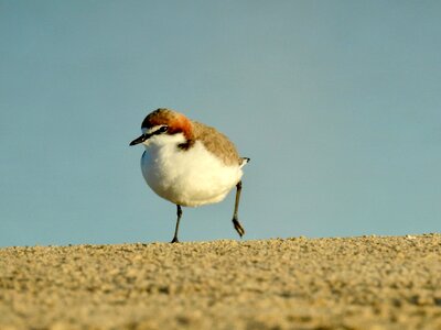Red capped plover photo
