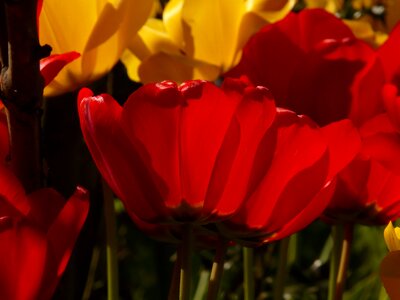Backlighting beautiful tulpenbluete