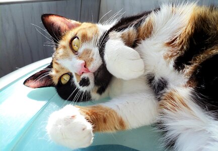 Cute feline pet