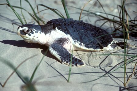Reptile nesting female