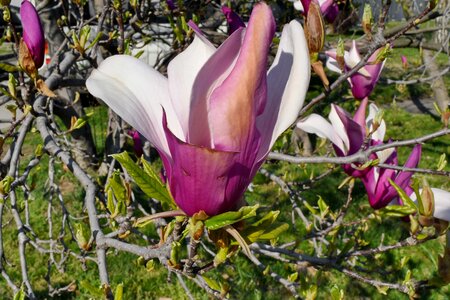 Tree flower magnolia photo
