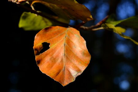 Golden autumn leaf autumn coloring autumn mood
