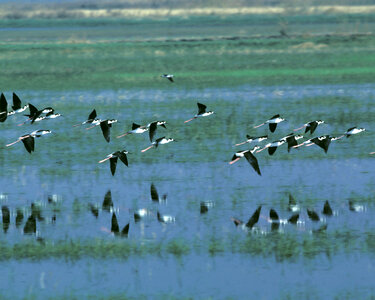 Humbolt Bay National Wildlife Refuge