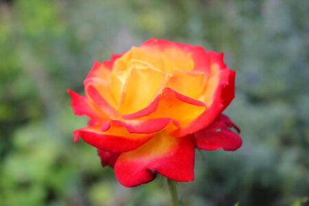 Red-orange rose in detail photo