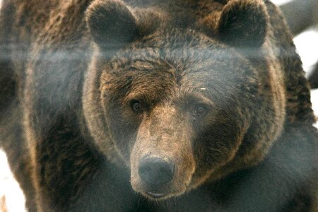 Animal bear brown bear photo