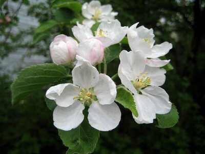 Apple Tree branches flower bud