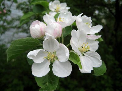 Apple Tree branches flower bud photo