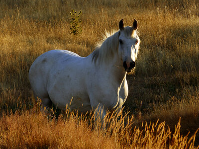 White Horse in Pasture photo