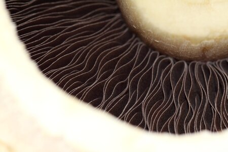 Mushroom food white