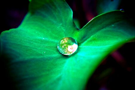 Beautiful Photo dew droplet photo