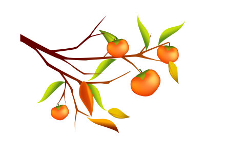 Branch of ripe persimmons