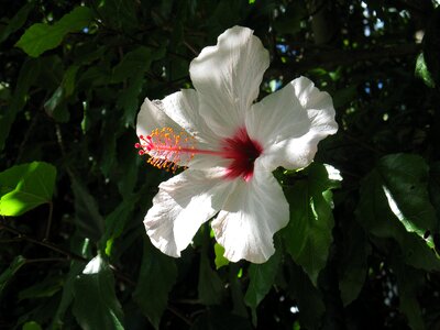 Wild flower wild plant summer flower