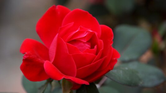 Flower nature red petal