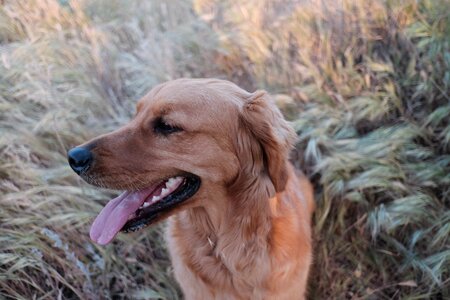 White cute canine photo