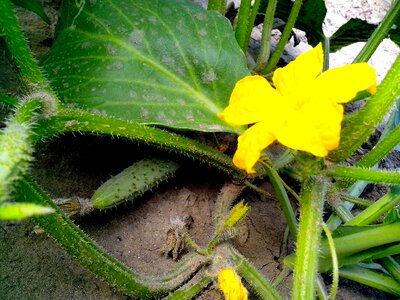 Blossom cucumber greenery
