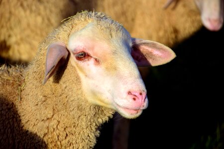 Agriculture animal daylight