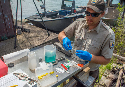 USFWS fisheries worker prepares to insert transmitter in lake sturgeon