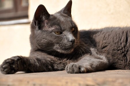 Cat attention wild