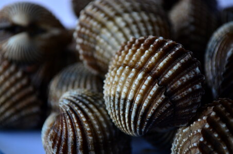 Pile Shell