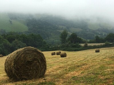 Animal countryside field photo