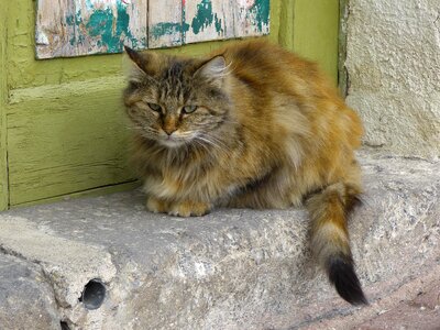 Animal animals cat