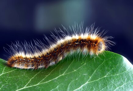 Beautiful Photo larva leaf