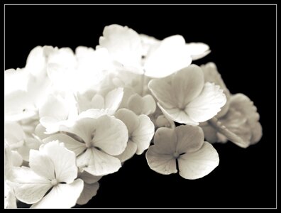 Ornamental shrubs garden nature