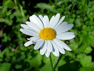 Summer daisies flower