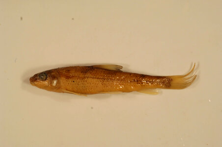 Minytrema melanops-2