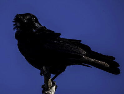 Crow standing on a branch