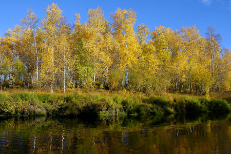 Trees on the Kanuti River photo