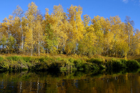 Trees on the Kanuti River
