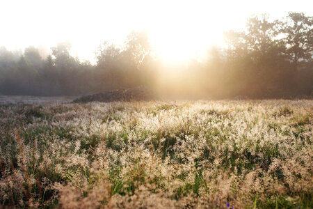 Free photo of foggy field early morning. photo