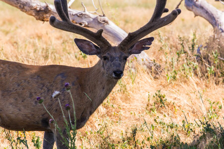 Mule deer in velvet