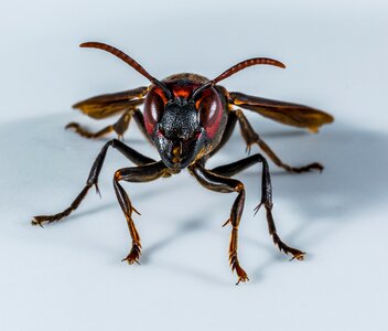 Wasp insect close up photo