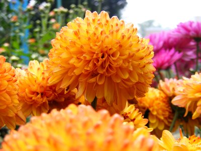 Spring summer floral