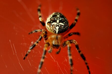 Spider red web photo