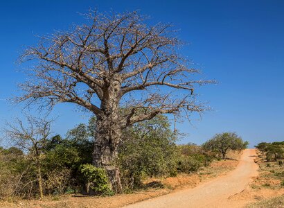 Baobab tree landscape woodland