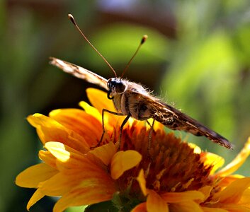 Yellow nature macro photo