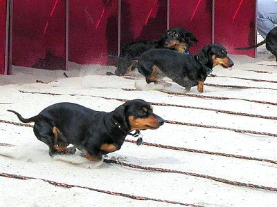 Dogs  