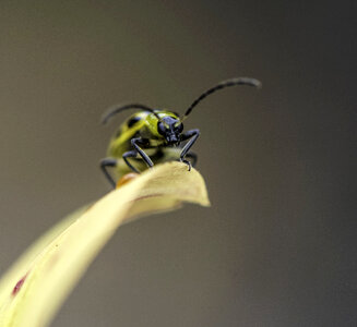 Small yellow spotted beetle on leaf photo