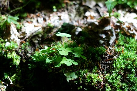 Forest floor green plant photo